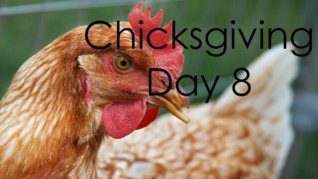 File:ChicksgivingDay8.jpg