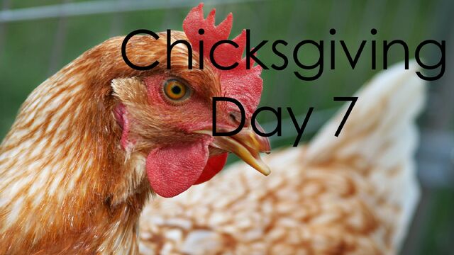 File:ChicksgivingDay7.jpg