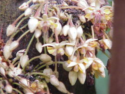 Theobroma cacao2.jpg
