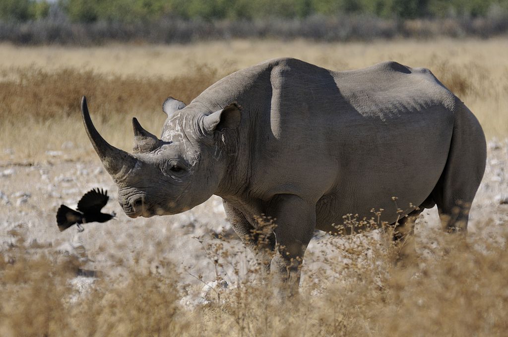 Spitzmaulnashorn | Tier Lexikon Wiki | Fandom powered by Wikia