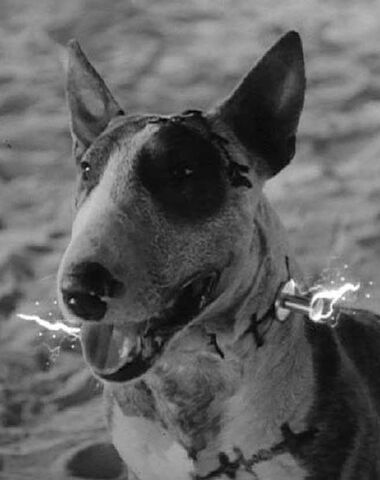 File:Sparky.jpg