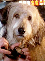 File:Einstein (dog).jpg