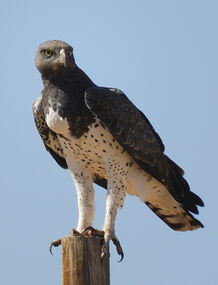 Martial eagle