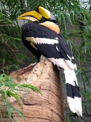 Doppelhornvogel-09.jpg