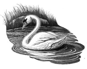 SwanLake
