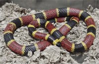 File:200px-Micrurus tener.jpg
