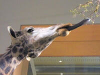 242px-Giraffe