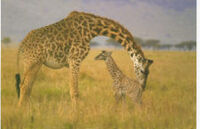 225px-Giraffewithbaby
