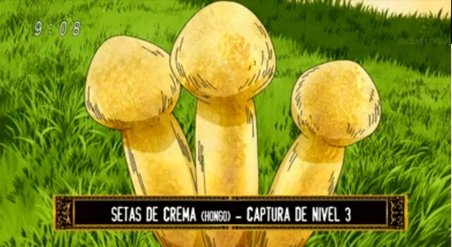 Archivo:Hongos.jpg