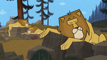 Lion's lunch