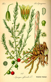 Asparagus officinalis0