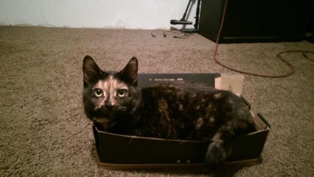 File:Purrmonster Rory.jpg