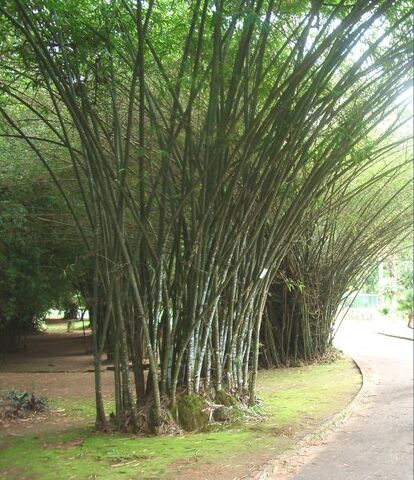 File:518px-Jardibotanic12.jpg