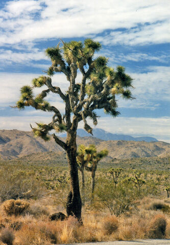File:Joshua Tree.jpg