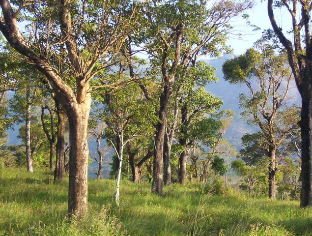 File:794px-Kerala India trees.jpg