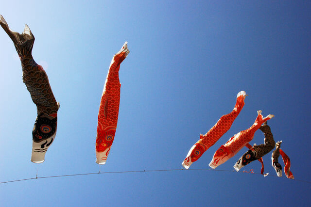 File:Carp streamer.jpg