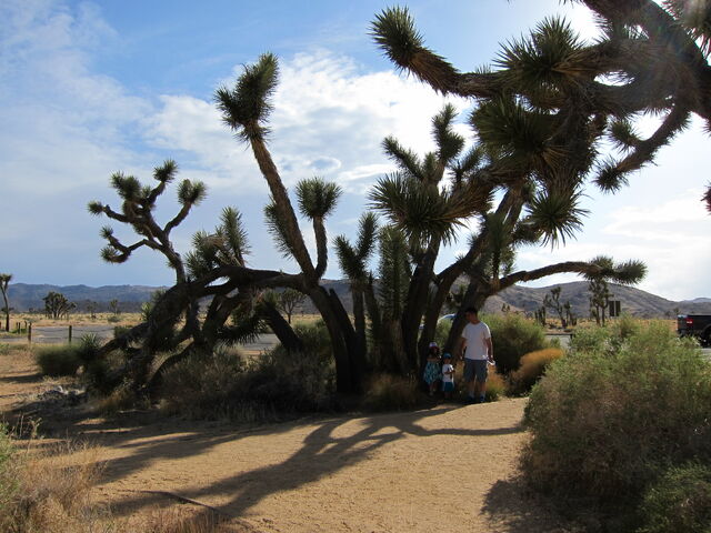 File:Joshua Tree Park.jpeg