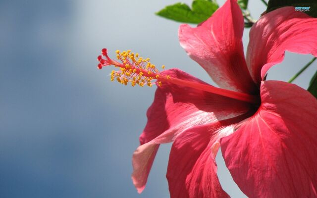 File:Pink-hibiscus-desktop-wallpapers.jpg