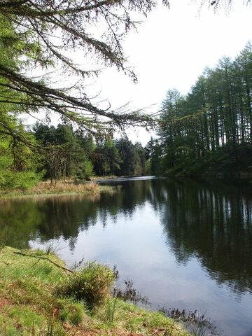 File:Grizedale Tarn.jpg