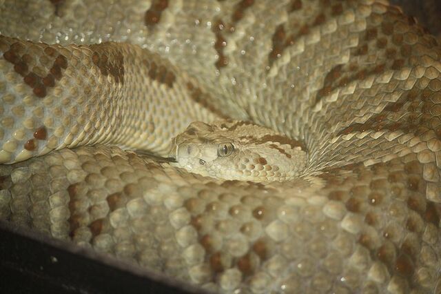 File:800px-Yucatan Neotropical Rattlesnake 045.jpg