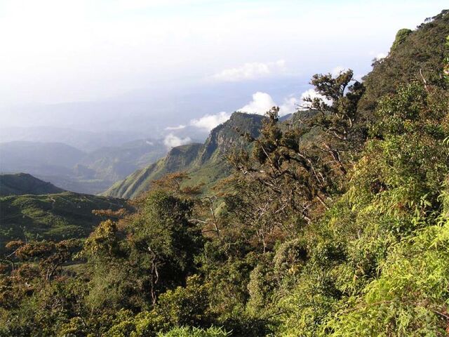 File:800px-Srilankamountainforest.jpg