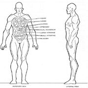 Klinzai physiology