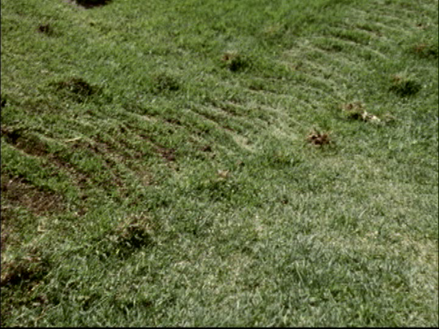 File:Shrimp tracks.png