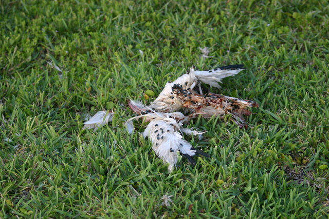 File:Ibis.jpg