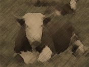 Mad Cow Scare