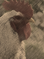 Bird Flu Scare