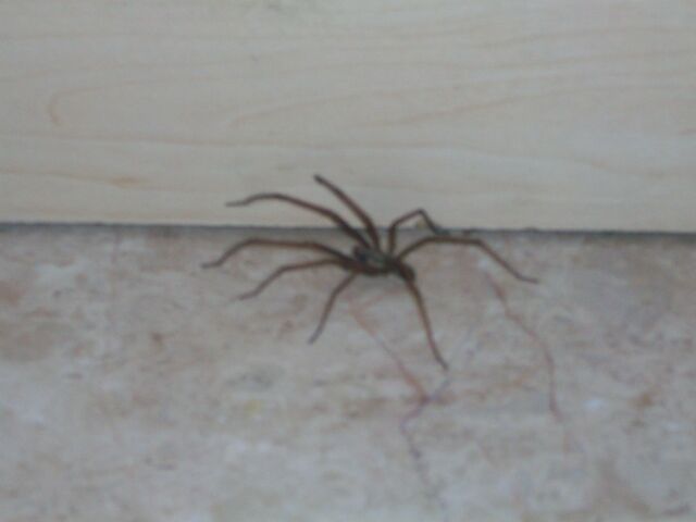File:Spidey.jpg