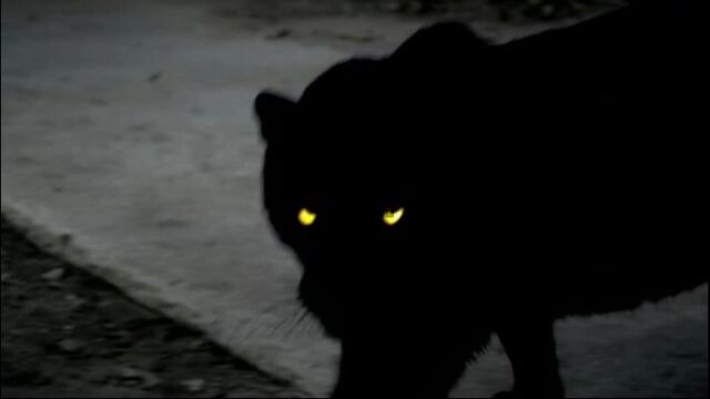 File:Werepanther.jpg