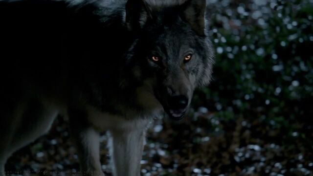 File:Billvwolves.jpg