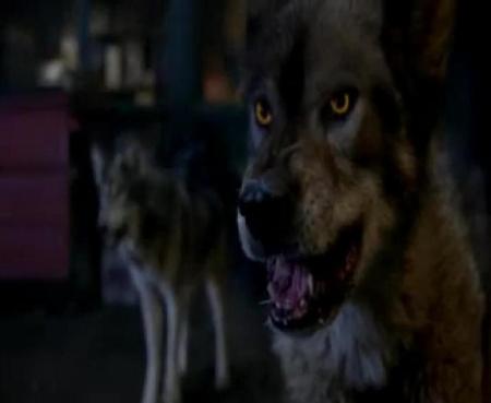 File:Anotherwolf.JPG