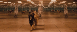 Anigif enhanced-3242-1393437344-1.gif