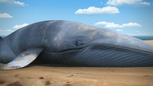 File:ToadandtheWhale19.png