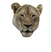 Lion-closed