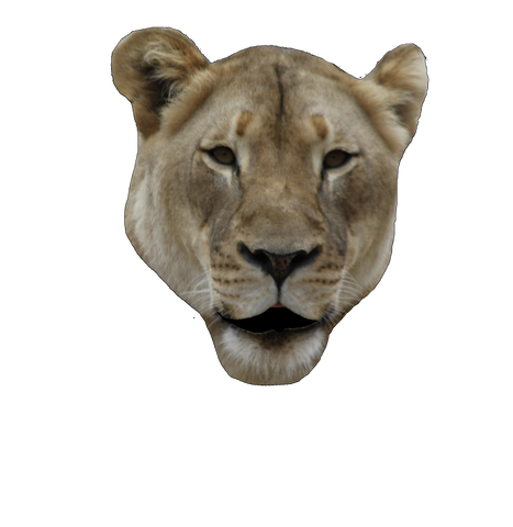 File:Lion-open.png