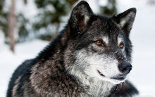 Wolf-wallpaper-1920x1200-004