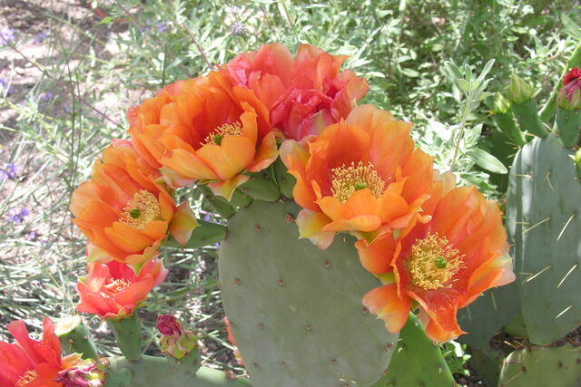 File:Prickly pear.jpg