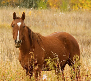 Chestnut