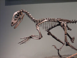 Deinonychus