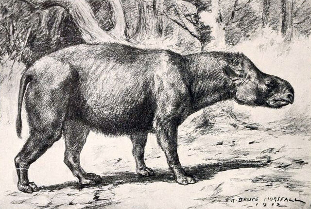 File:Subhyracodon tridactylus-1-.jpg