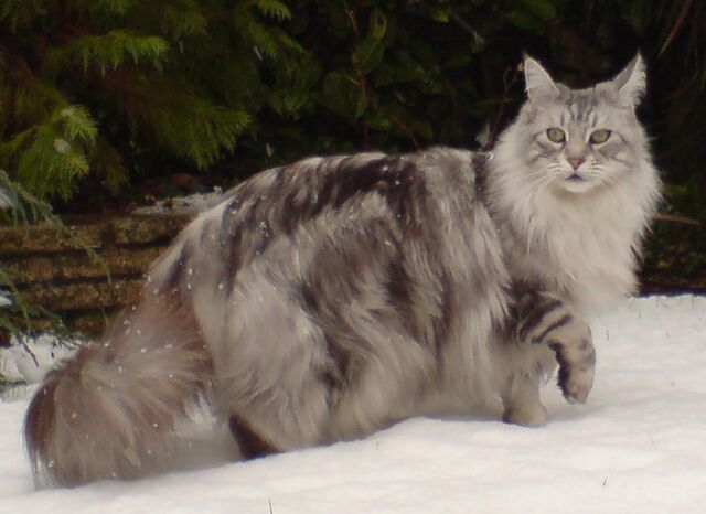 File:MaineCoonSilverTabby-1-.jpg