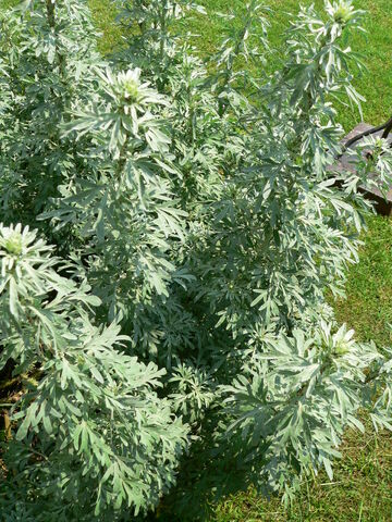 File:Artemisia absinthium P1210748-1-.jpg