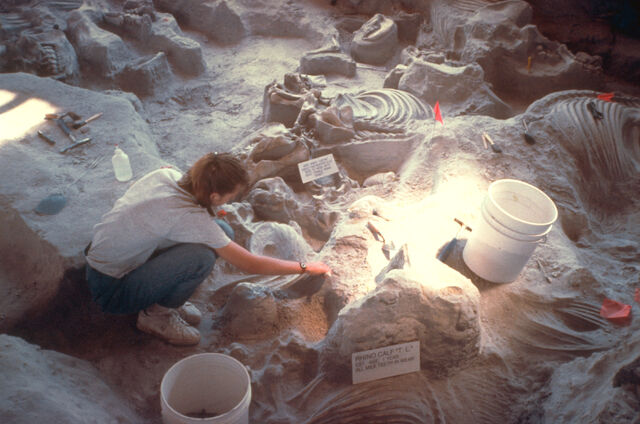 File:Ashfall fossil beds - Baby rhino T. L. -1-.jpg