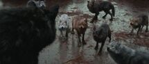 250px-TheWolfPackBD1