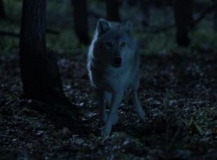 724px-Dyson wolf
