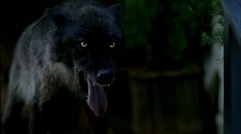 726px-Werewolffinale