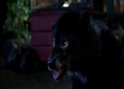 Rikkiwerewolf